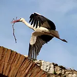 Ephesus Castle View * סלצ'וק